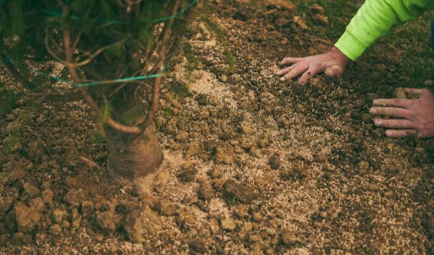 Shrub Fertilization Services