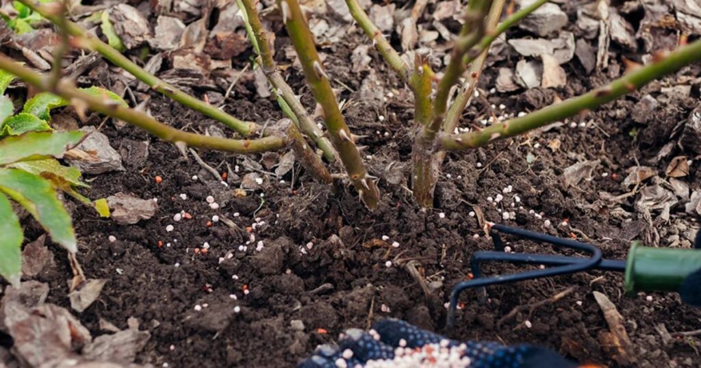 shrub fertilization services