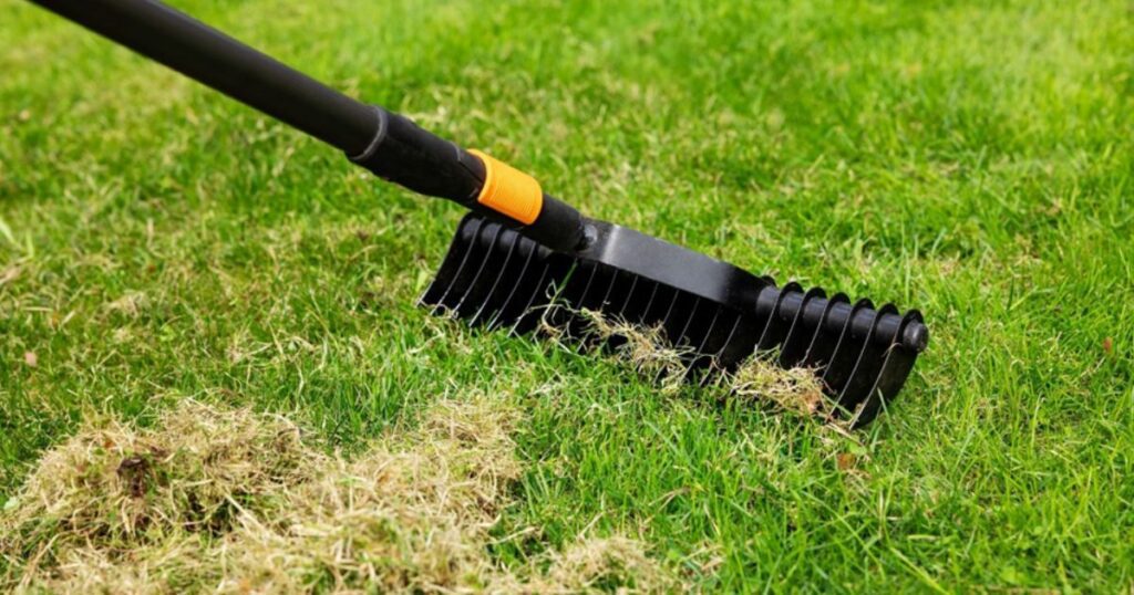 Lawn Dethatching