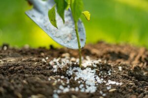 Lawn Fertilization