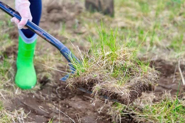 Why Core Aeration and Dethatching in Lone Tree Are Game-Changers for Your Yard