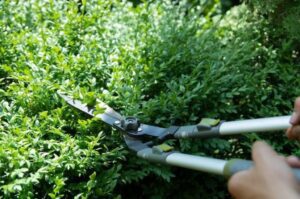 Shrubs Trimming