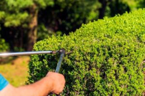 Shrub Trimming