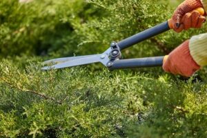 What Is Shrub Trimming and Why Is It Essential for Your Colorado Landscape?