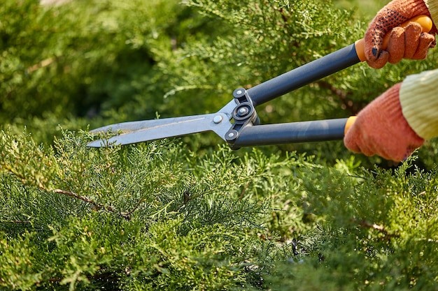 What Is Shrub Trimming and Why Is It Essential for Your Colorado Landscape?